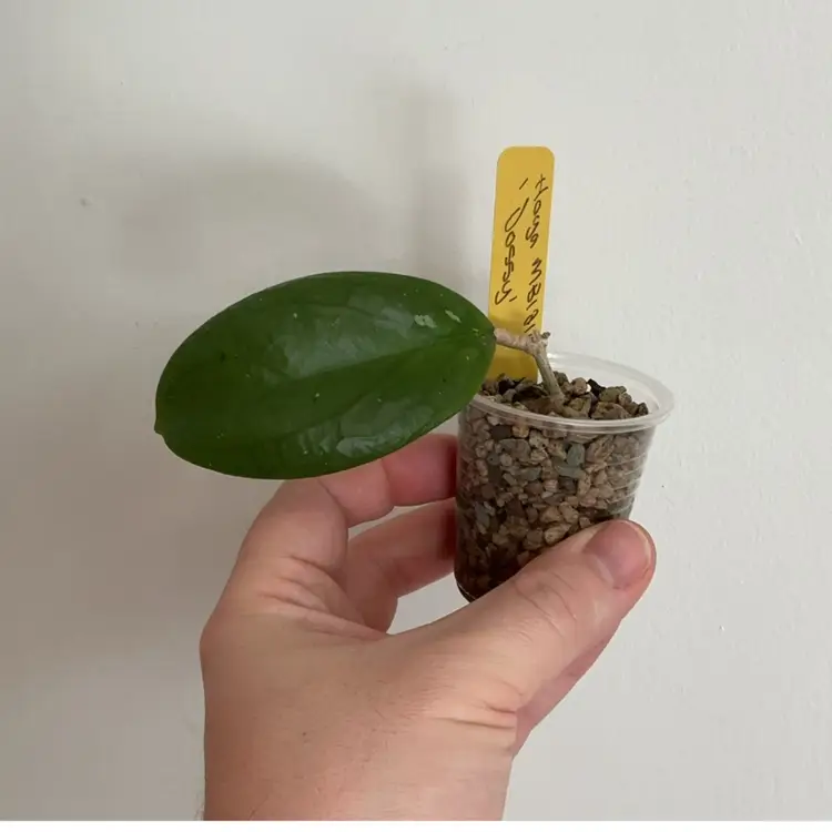 Hoya MB1219 ‘Dossy’ (Yellow)