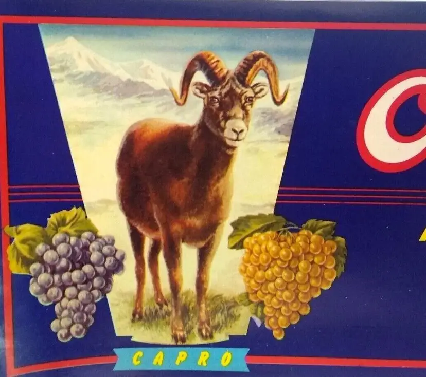O'Capro Ram Mountain View California Grapes Fruit Crate Label 1940's Original