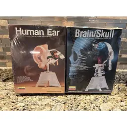 Sealed New 1987 Lindberg Science
Kit Human Ear Model Anatomically
Accurate #1337