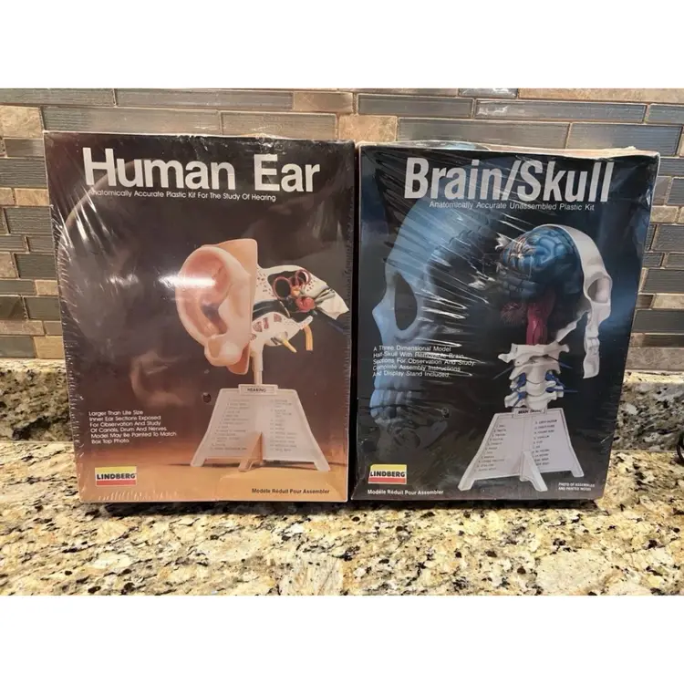 Sealed New 1987 Lindberg Science
Kit Human Ear Model Anatomically
Accurate #1337