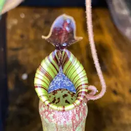 Nepenthes minima x mollis