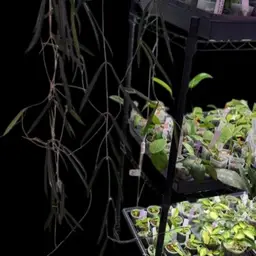 Shepherdii Cutting Long Size