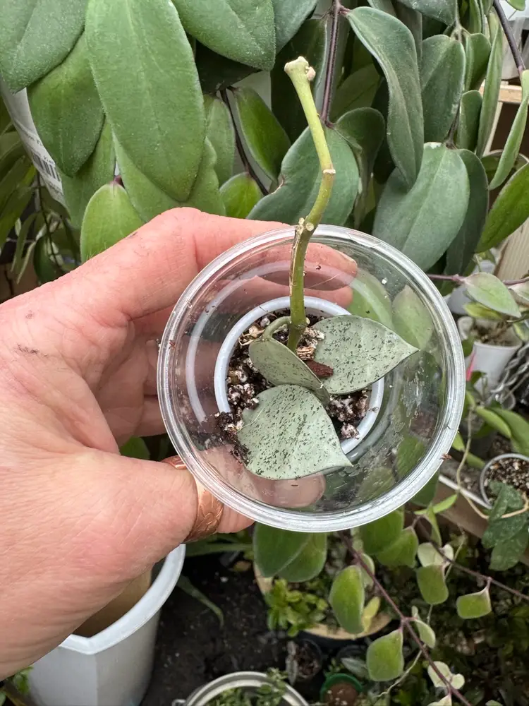 Hoya Lacunosa ‘Moonlight’ rooted in a 2 inch pot