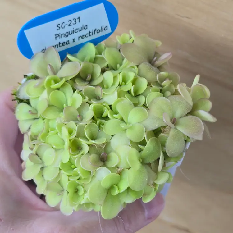 SC-231 Pinguicula gigantea x rectifolia