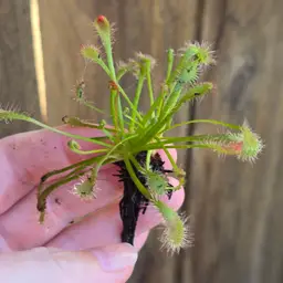 Unknown sundew hybrid