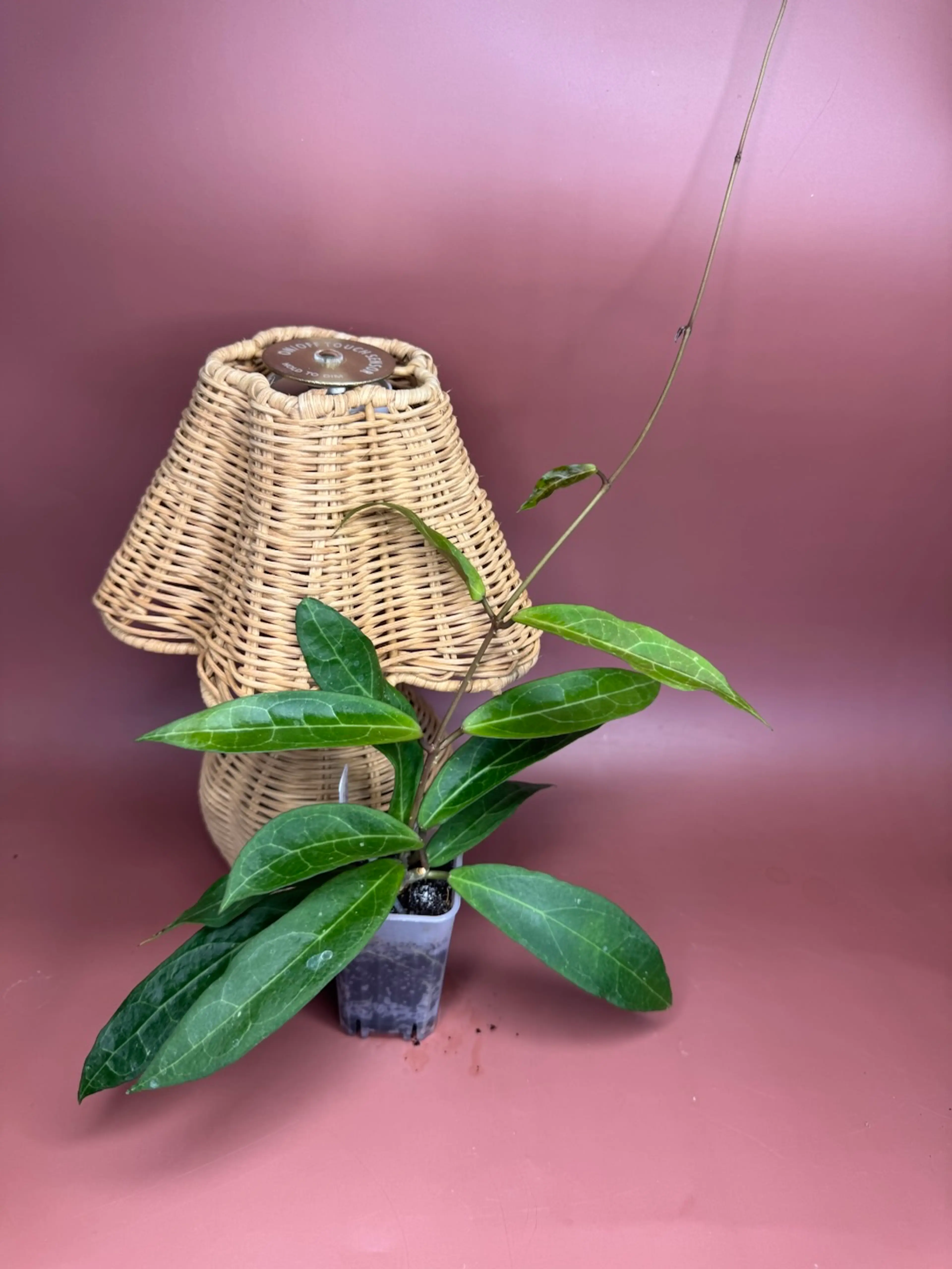 Image 2 of 2