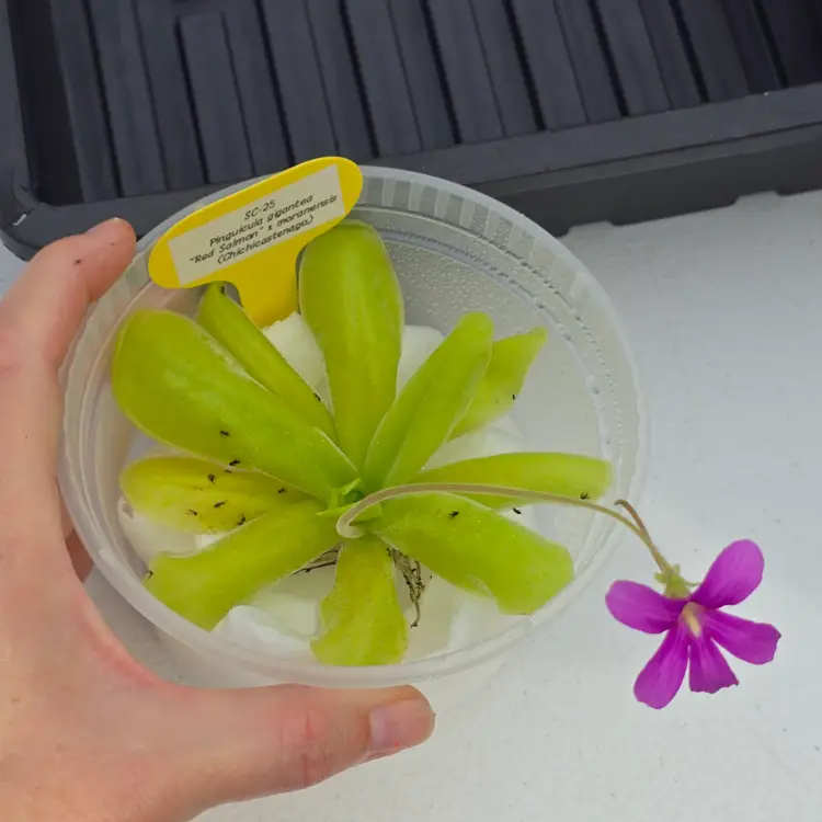 SC-25 Pinguicula gigantea "Red Salmon" x moranensis (Chichicastenago)