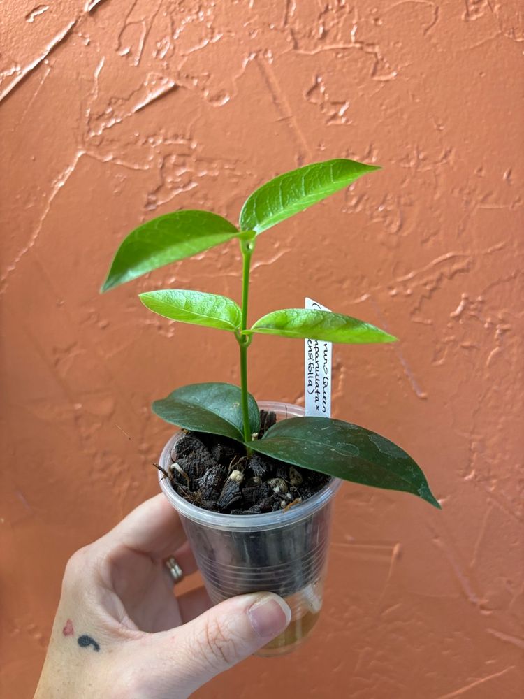 3020 Hoya ‘Bruno Queen’ (campanulata x densifolia)