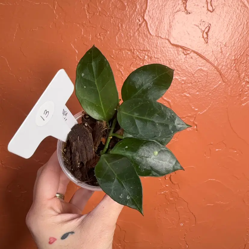 13 Hoya lacunosa Langkawai Island x obscura