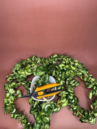 Muona Loa Propping 😅