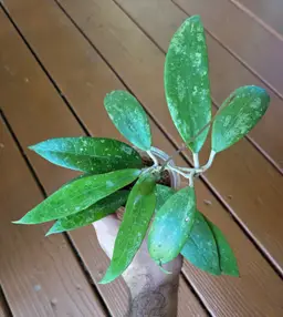 Hoya AKH02-1 Bogor x