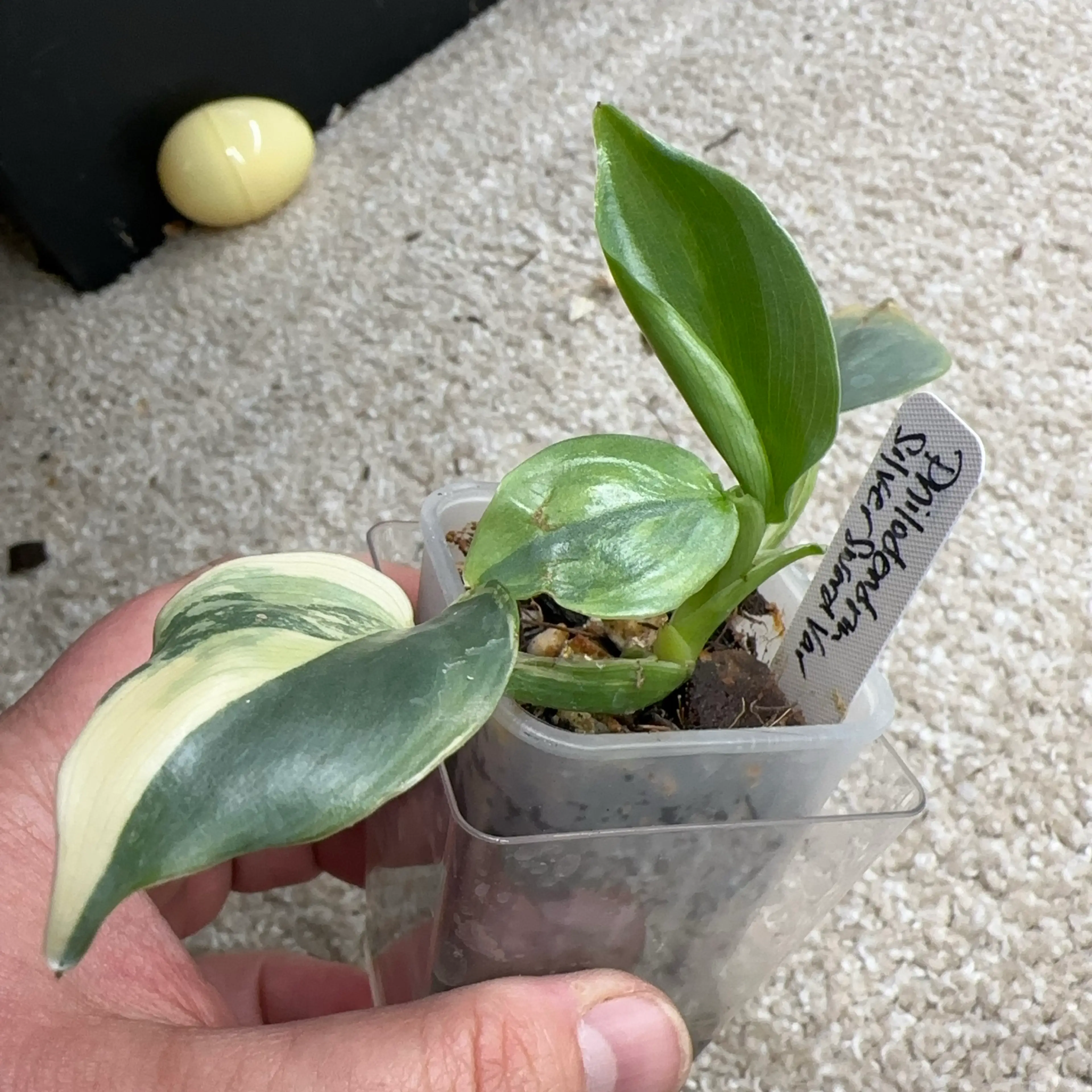 Image 1 of 2