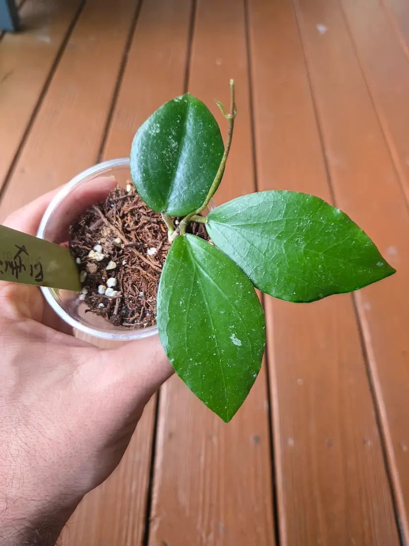 Hoya LP006 Erythrina x caudata
