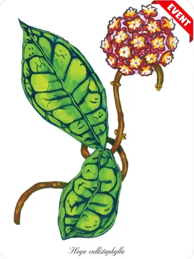 ST. PATRICKS DAY TRAIL - WILMA