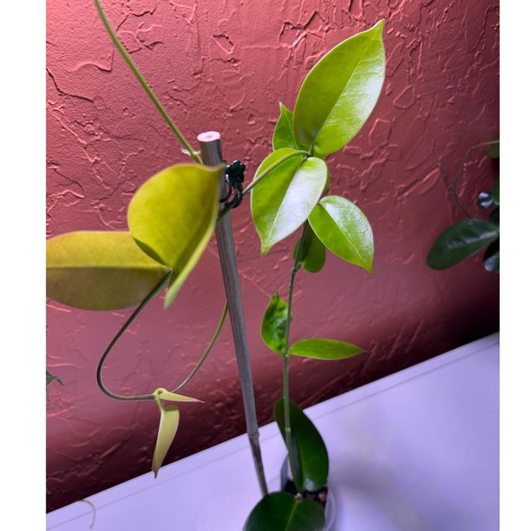 2027 Hoya KB03 (densifolia x australis)