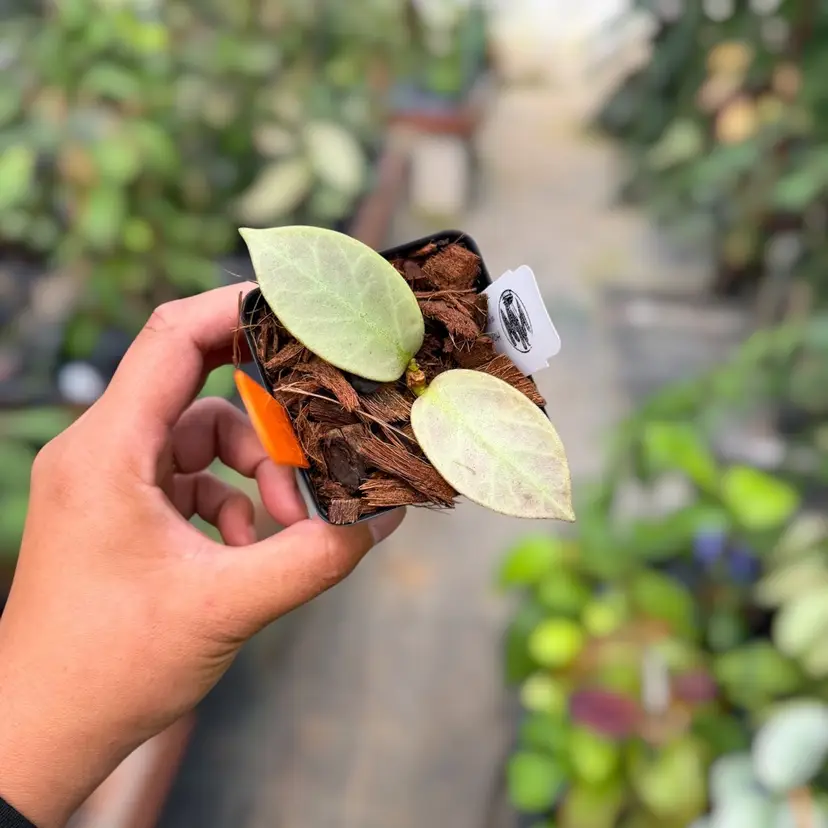 PS0285 - Hoya obscura 'Cryptic Chrome'