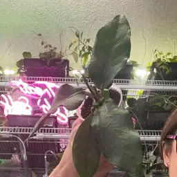 #1112 Hoya sp. Aceh 'Dragon Wing'