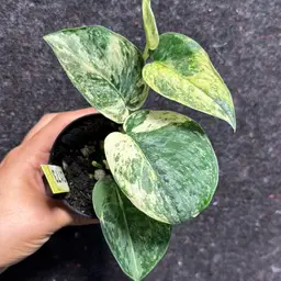 3173 Scindapsus hallimoon