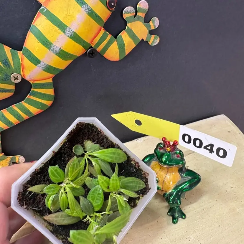 40 Hoya microdwarf (NS 12-323)