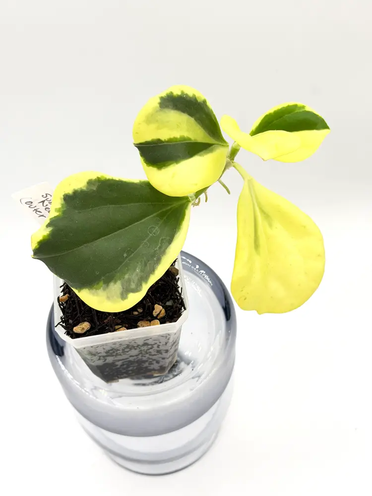 Hoya subquintuplinervis (FKA pachyclada) Outer Variegated + Bonus Cutting