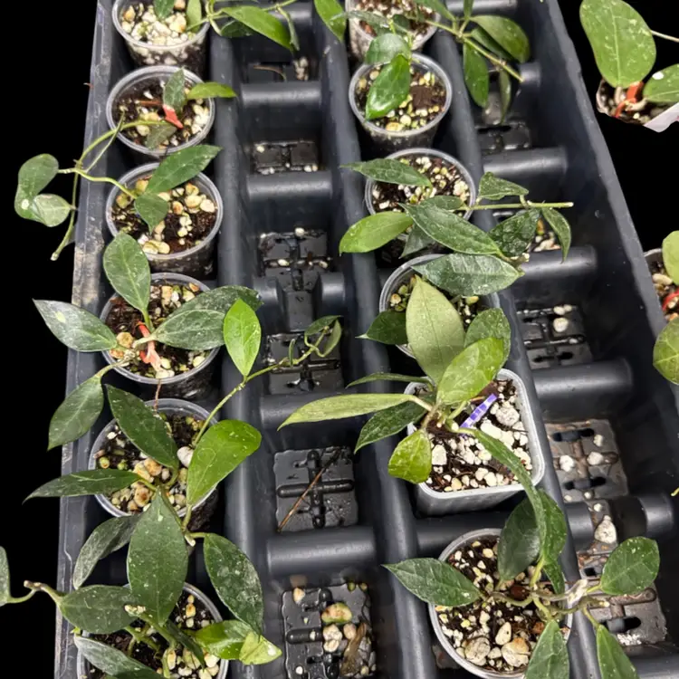 Hoya UPT003 Obscura OP Seed!