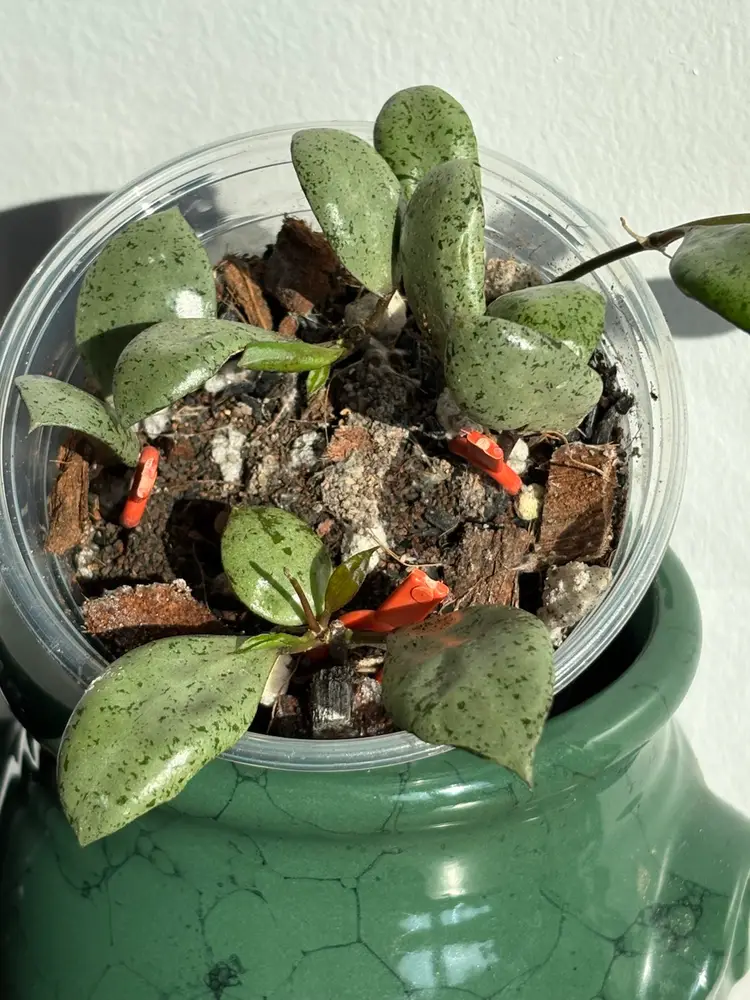 Hoya lacunosa ‘silver mint coin’