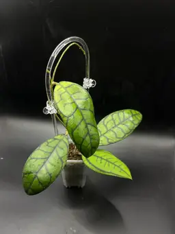 Hoya Callistophylla sp Angan