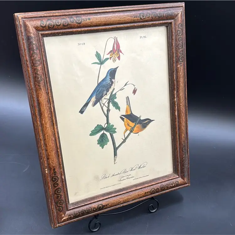 John James Audubon-Black-Throated Blue Wood Wobbler. 95 mounted in a picture frame very old.