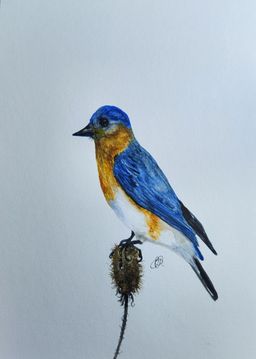 Eastern Bluebird original watercolor painting Signed By The Artist 5x7 Free Shipping