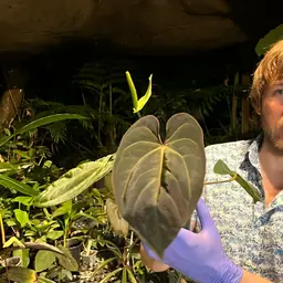 Flowering Carla Blackiae X Dressleri