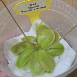 SC-42 Pinguicula 'Kewensis' x rectifolia