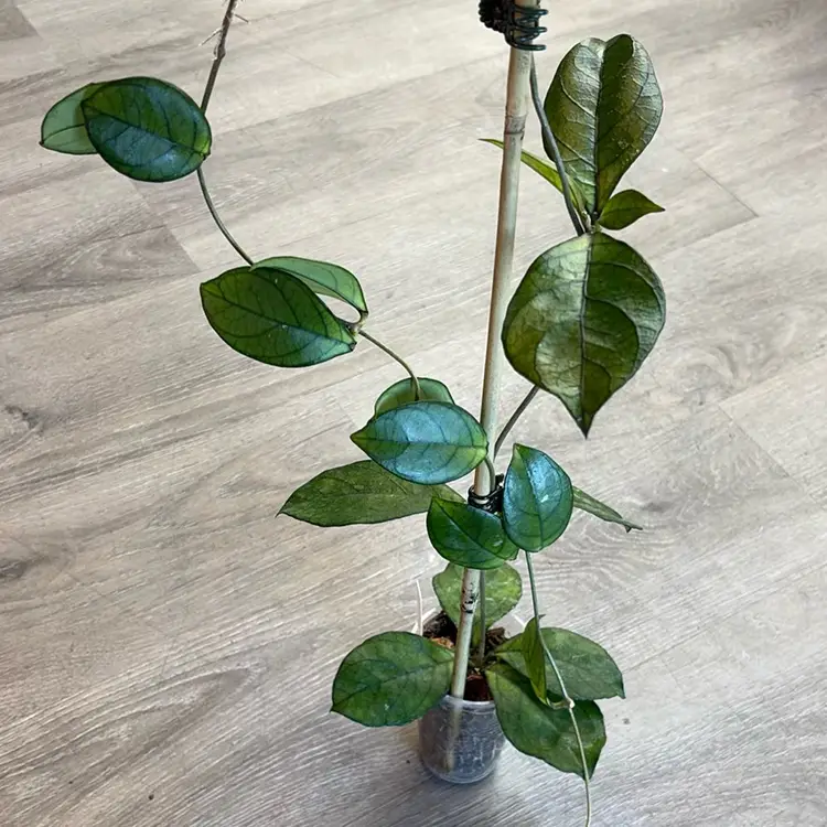 Hoya crassiepetiolata (fka hainanensis, round leaves)