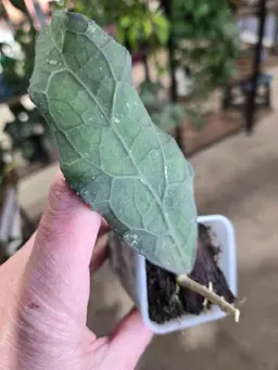 46. clemensiorum Ted Green