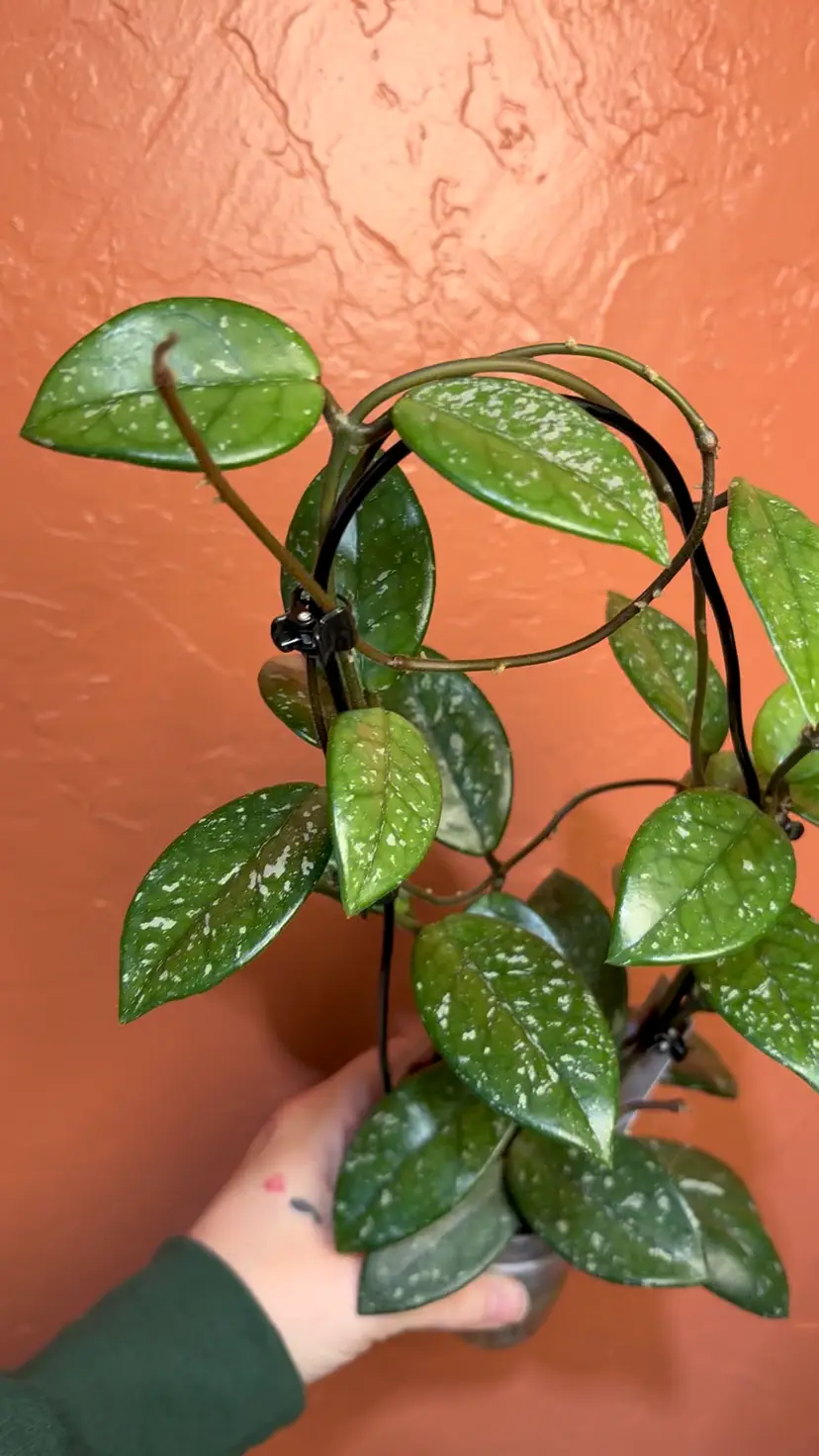 Hoya carnosa (heirloom)