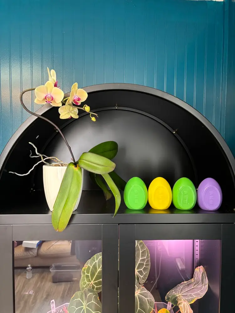 Egg-cellent Giveaways Easter Live 4.19.25