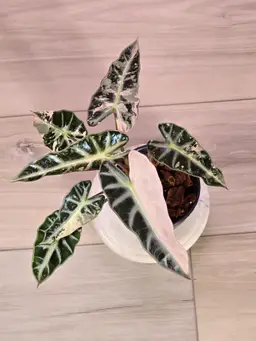 Alocasia Pink Bambino