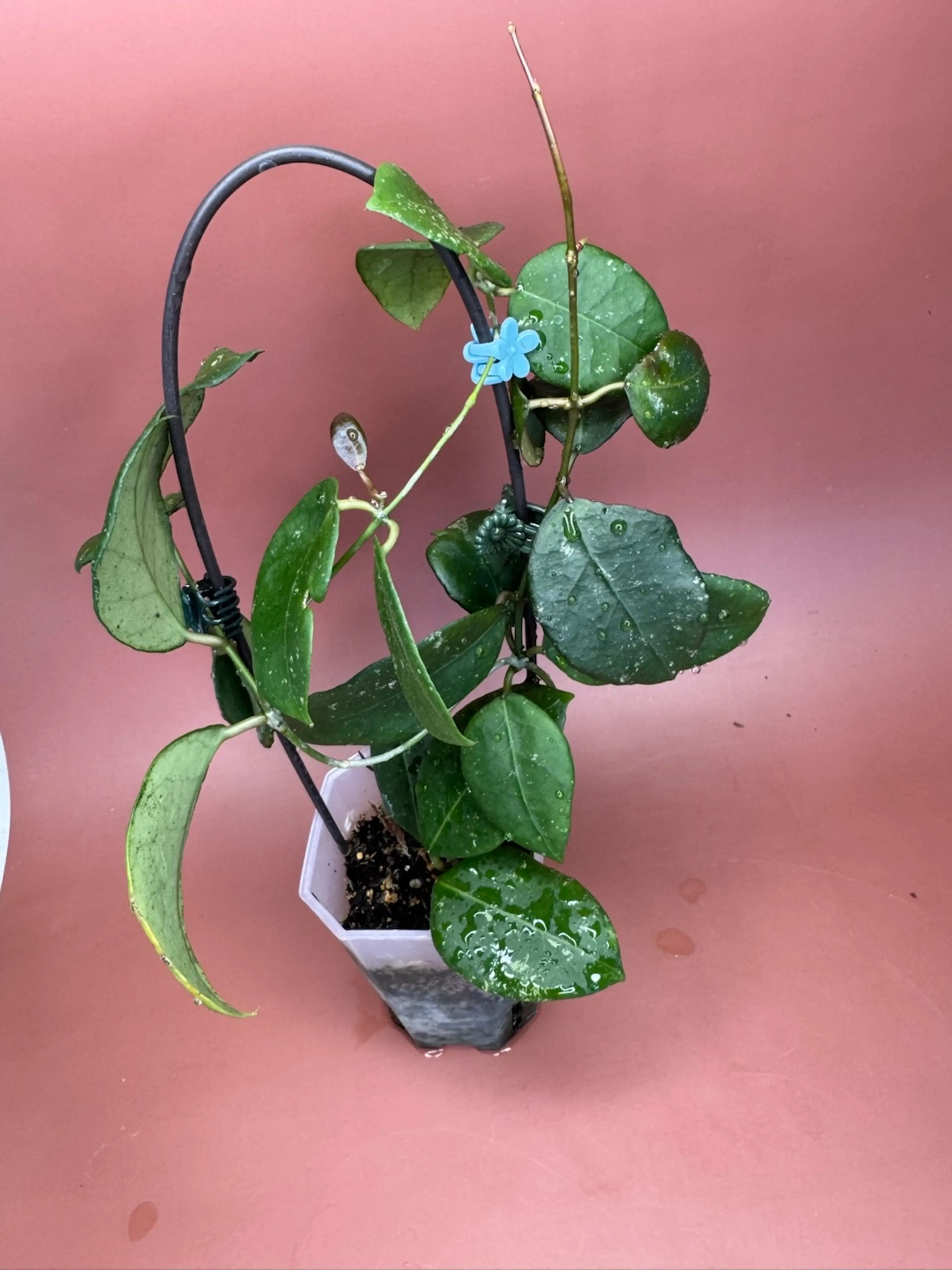 Image 2 of 2