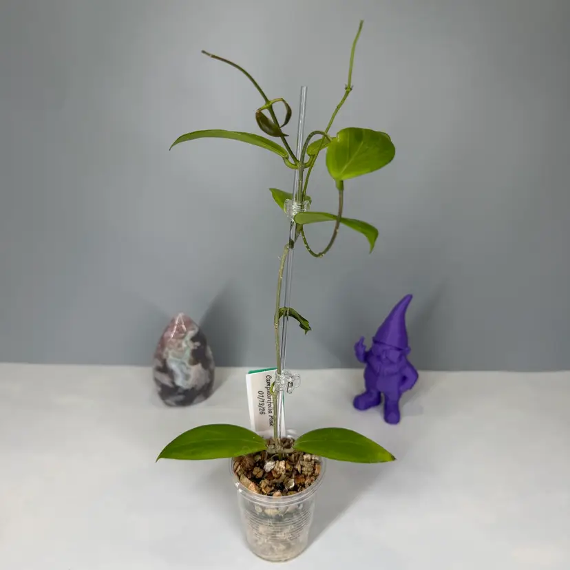 19 Camphorifolia Pink