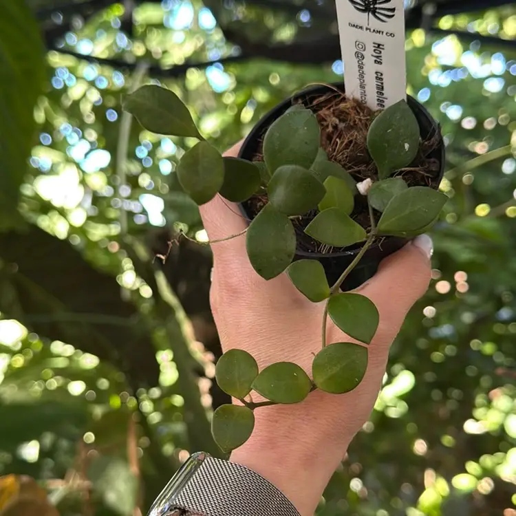 3” Hoya carmelae