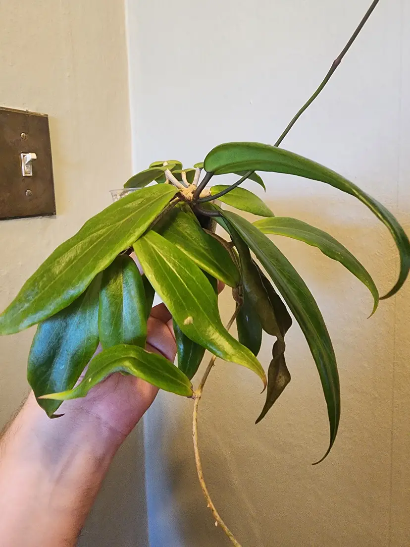 Livestream thumbnail