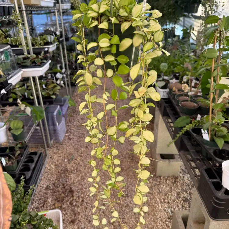 A7 Var Heuschkeliana ($25 Off)