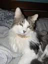 Bri