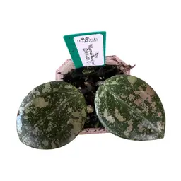 wibergiae Round Leaf  (DMW-001-C)