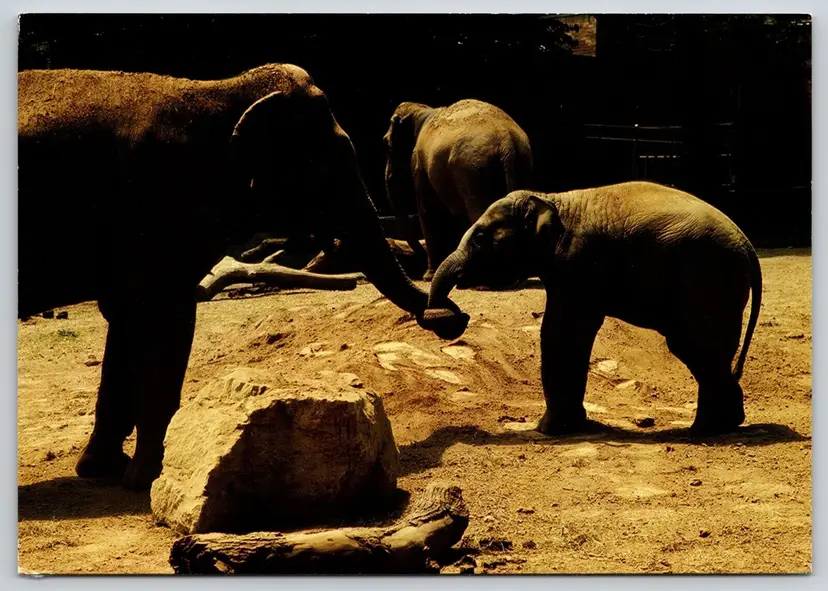 Postcard Asian Elephant Saint Louis Zoological Park Missouri Elephas maximus