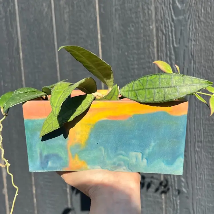 7" Sunset Ocean Rectangle Concrete Planter