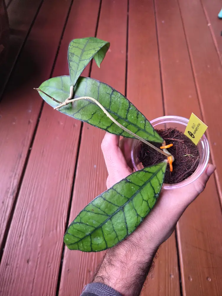 Hoya Kalimantan UT-158