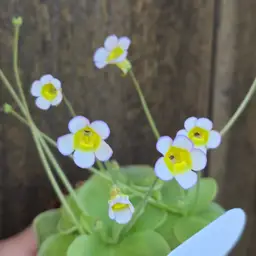 SEEDS Pinguicula bustamanta