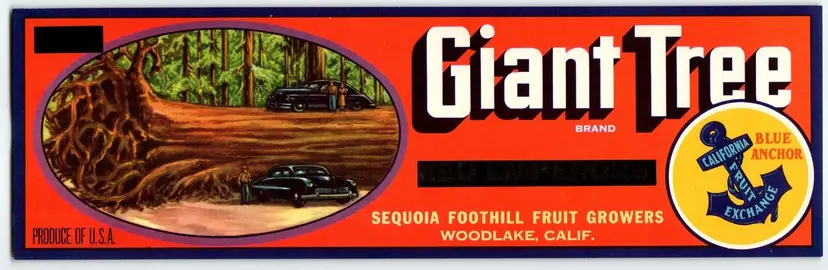 Giant Tree California Blue Anchor Fruit Crate Label Vintage 1940s Old Car Auto