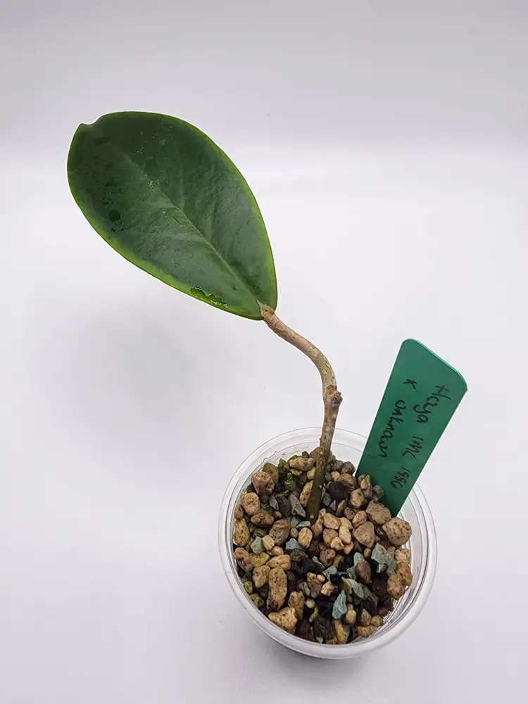 Hoya IML 1886 x unknown (Green)