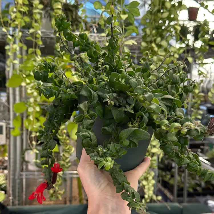 Curly Lipstick 6 Inch